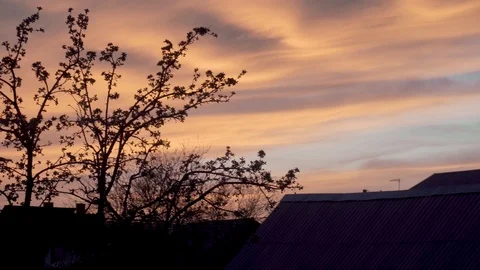 Blooming apple tree on a background of pink sunset.silhouette of a tree against  库存影片 122641488