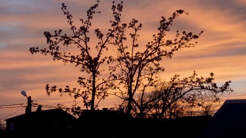 Blooming apple tree on a background of pink sunset.silhouette of a tree against  库存影片 122641589