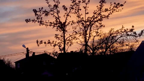 Blooming apple tree on a background of pink sunset.silhouette of a tree against  库存影片 122641590