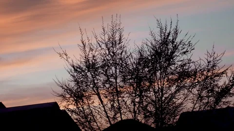 Blooming apple tree on a background of pink sunset.silhouette of a tree against  Vídeos de archivo 122641924