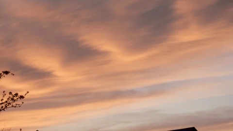 Blooming apple tree on a background of pink sunset.silhouette of a tree against  库存影片 122641993