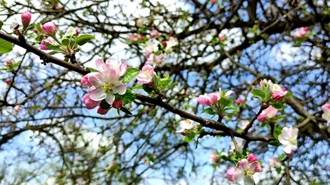 Blooming apple tree with beautiful flowers stands on the street Stock Footage 239180225