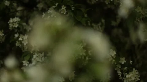 Blooming apple tree , beautiful simple video Stock Footage 197149363