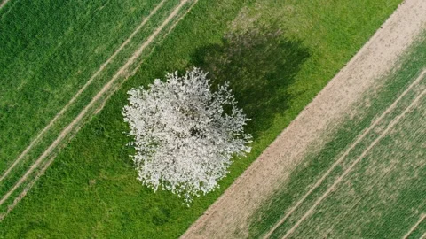 Blooming apple tree birds eye view Stock Footage 153374449