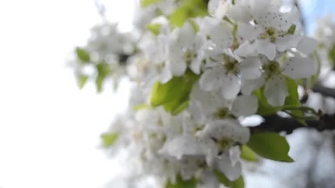 Blooming apple tree with blue sky. Apple tree flower close up Stock Footage 136453179