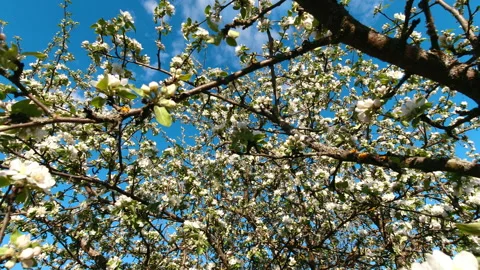 Blooming apple tree on blue sky background Stock Footage 155842797