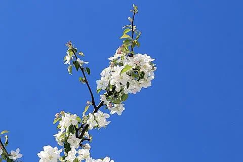 Blooming apple tree on blue sky background Stock Photos