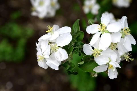 Blooming apple tree on a blurred natural background. Selective focus. High .. Stock Photos