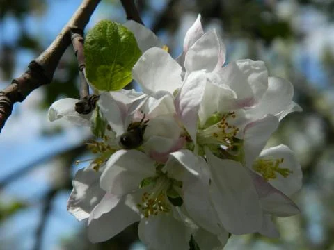 Blooming Apple Tree Branch 2 Stock Photos