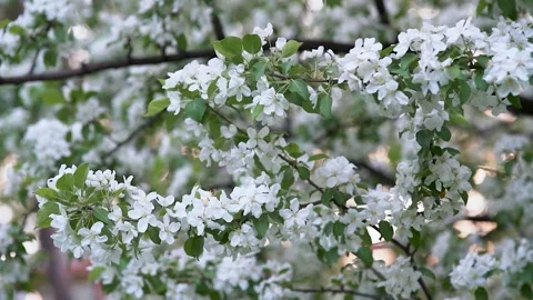 Blooming apple tree branch against beautiful blur spring orchard background. Nat Stock Footage 171016429