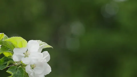 Blooming Apple Tree Branch Against Soft Green Bokeh Background, Bee Visiting Stock Footage 336953452