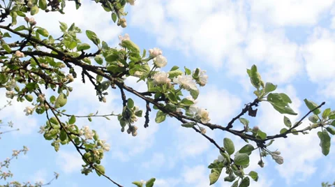 Blooming apple tree branch and clouds passing on background sky Stock Footage 38946154