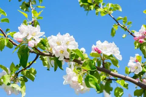 Blooming apple-tree branch on blue sky background Stock Photos