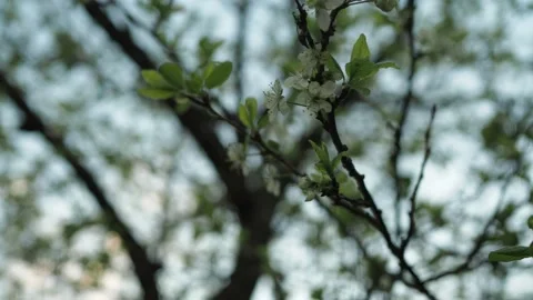 Blooming apple tree branch close-up with a beautiful blurred background Stock Footage 158106039