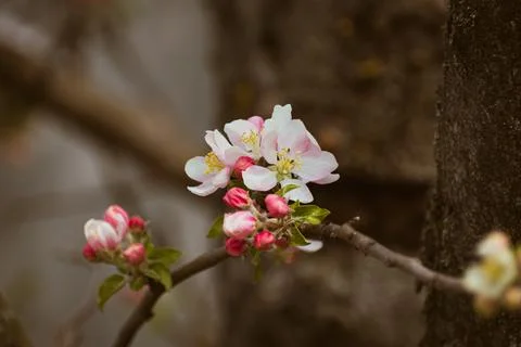 Blooming apple-tree branch close-up in spingtime Stock Photos