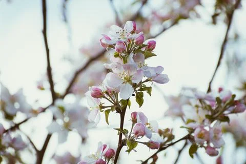Blooming apple-tree branch close-up in spingtime Stock Photos