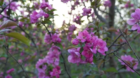 Blooming apple tree branch Stock Footage 285876339