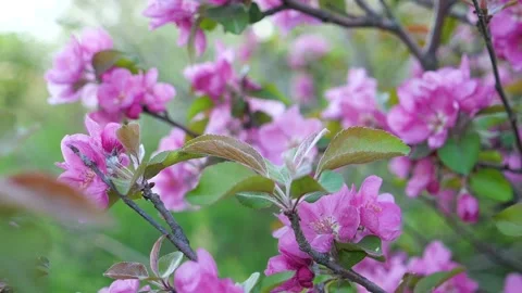 Blooming apple tree branch. Stock Footage 285876408