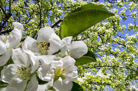 Blooming apple tree branch with large white flowers in spring time Stock Photos