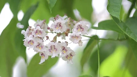 Blooming apple tree branch with lens flare. Beautiful spring nature scene. Stock Footage 70623910