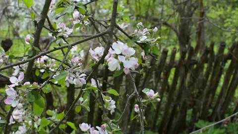 Blooming apple tree branch in the old garden Stock Footage 146689822
