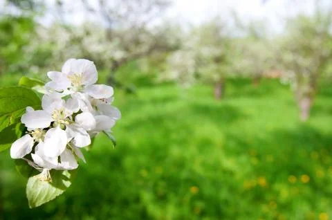 Blooming apple tree branch Foto stock