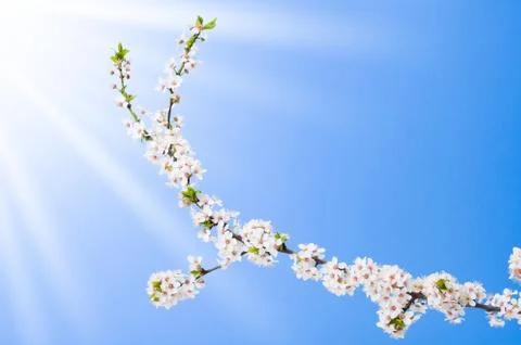 Blooming apple tree branch Stock Photos