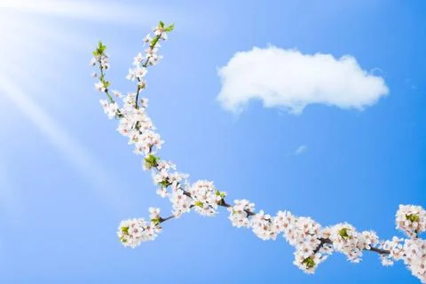 Blooming apple tree branch Stock-Fotos