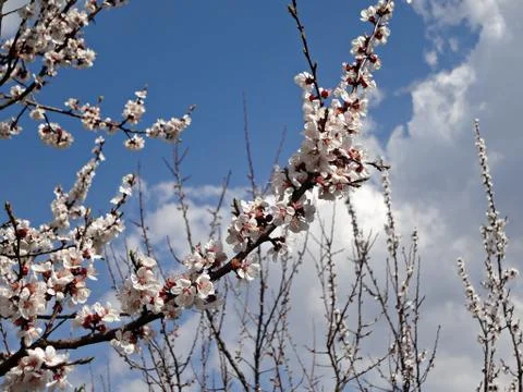 Blooming apple tree branch Stock Photos