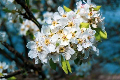 Blooming apple tree branch Foto stock
