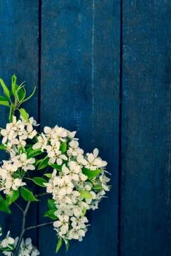 Blooming apple tree branch Stock Photos