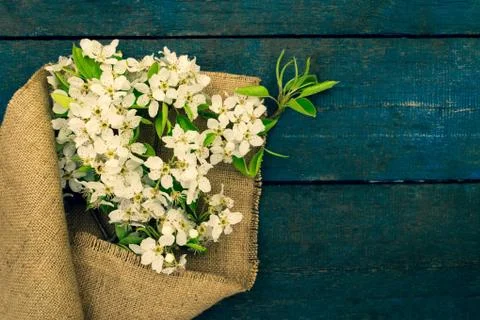 Blooming apple tree branch Foto stock