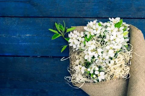 Blooming apple tree branch Stock Photos