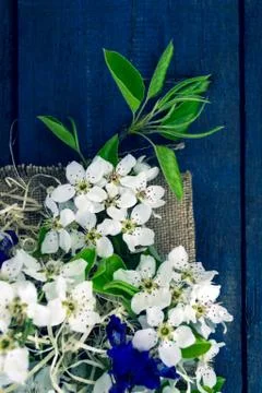 Blooming apple tree branch Stock Photos