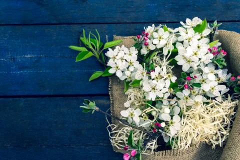 Blooming apple tree branch Foto stock