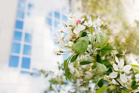 Blooming apple tree branch Foto stock