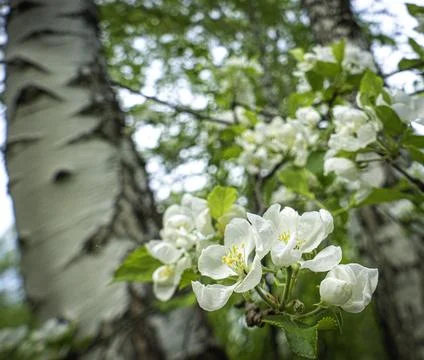 Blooming apple tree branch Foto stock