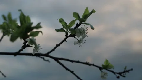 A blooming apple tree branch shakes in the wind in close-up. beautiful cloud Stock Footage 158495219