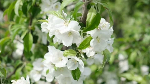 Blooming apple tree branch in the spring wind Stock Footage 154274186