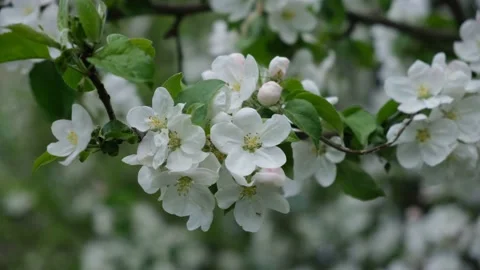Blooming apple tree branch in spring Stock Footage 154274196