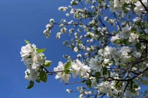 Blooming apple tree branch in spring over blue sky Stock Photos