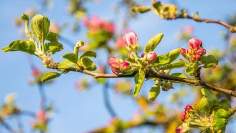 Blooming apple tree branch in spring. Closeup shot. Stock Photos