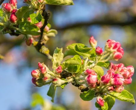 Blooming apple tree branch in spring. Closeup shot. Stock Photos