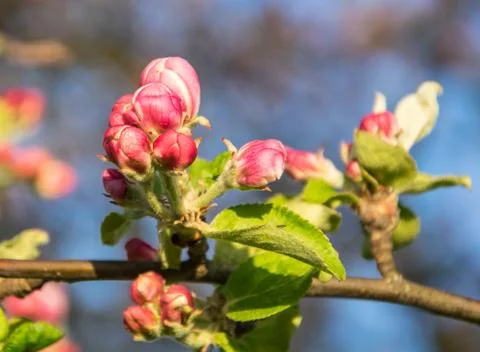 Blooming apple tree branch in spring. Closeup shot. Stock Photos