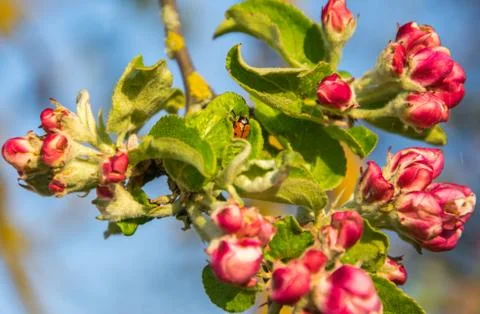 Blooming apple tree branch in spring. Closeup shot. Stock Photos