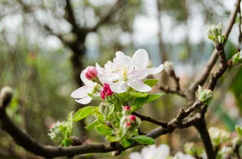 Blooming apple tree branch in spring Stock Photos