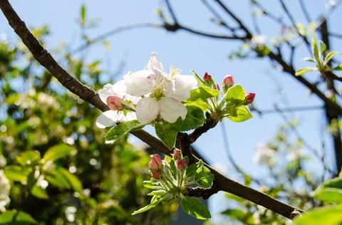 Blooming apple tree branch in spring Stock Photos