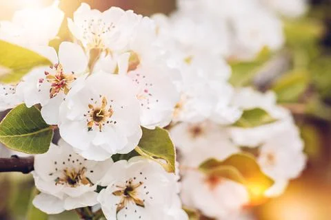 Blooming apple tree branch. Spring vibes image Stock Photos