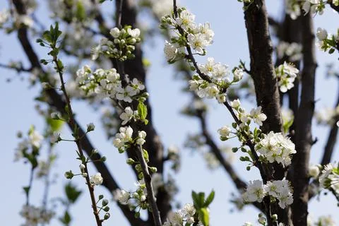 Blooming apple tree branch at spring garden against blue sky. Soft focus Stock Photos