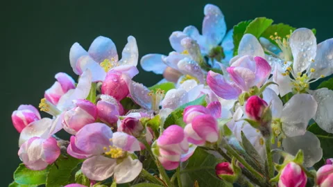 Blooming apple tree branch. Time lapse Stock-Footage 131099426